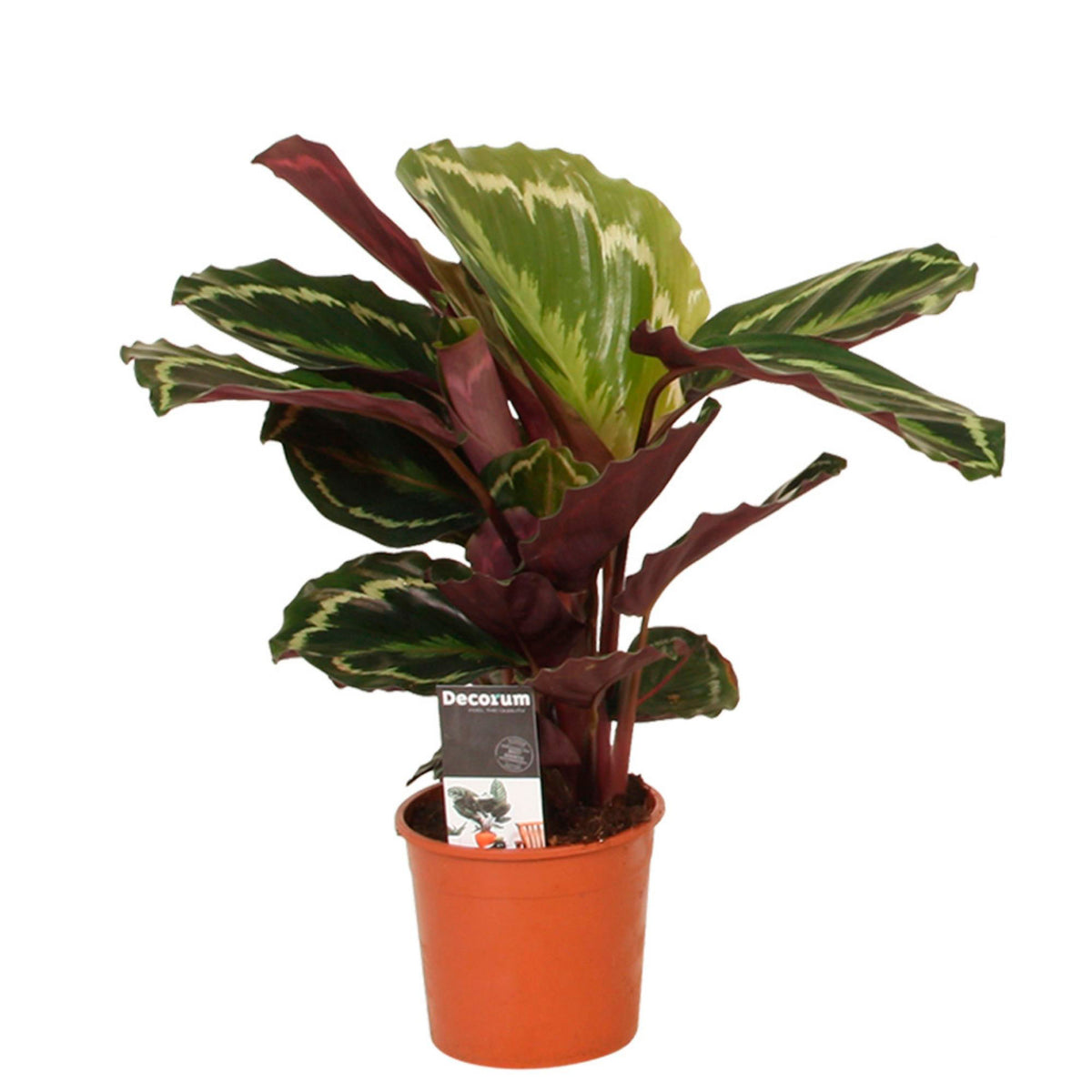 Prayer Plant Calathea 'Medaillion'