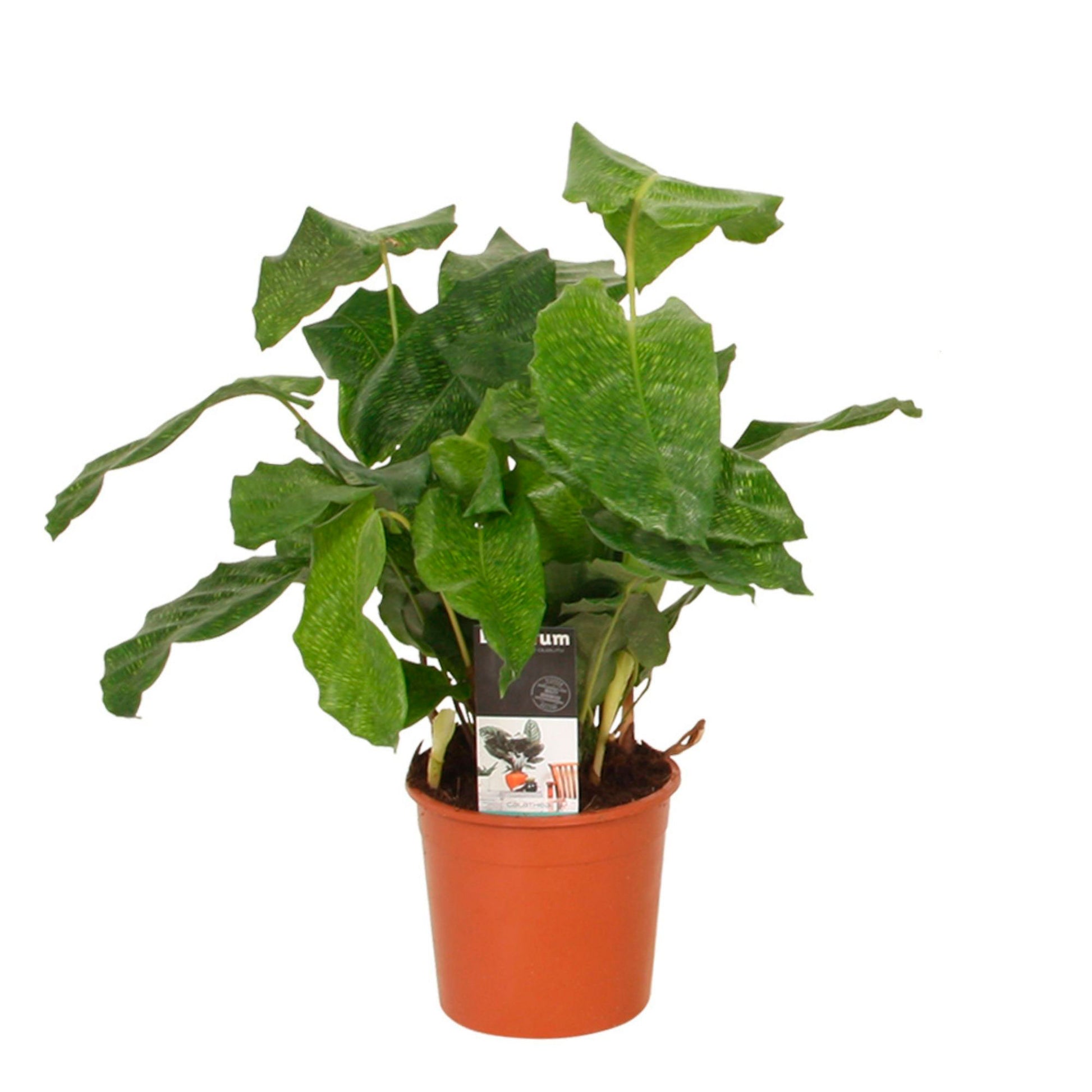 network prayer plant Prayer Plant Calathea 'Network'