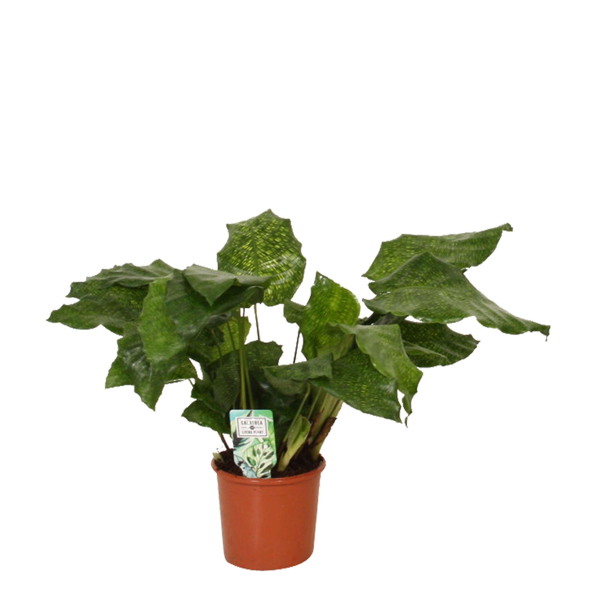 network prayer plant Prayer Plant Calathea 'Network'