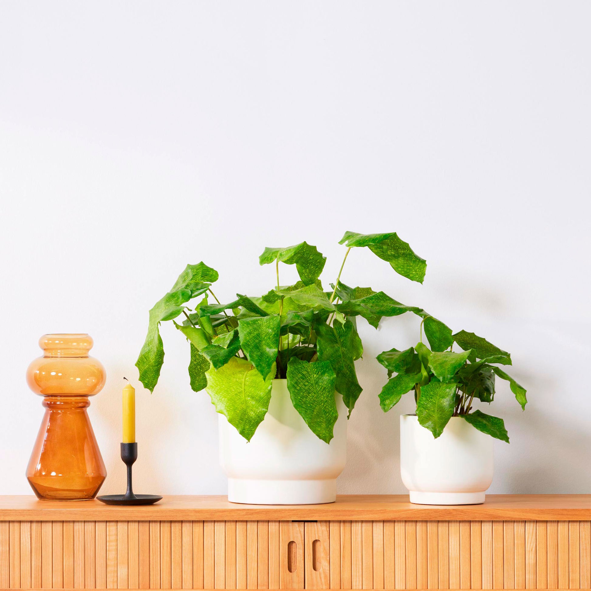 network prayer plant Buy house plants now Prayer Plant Calathea 'Network'