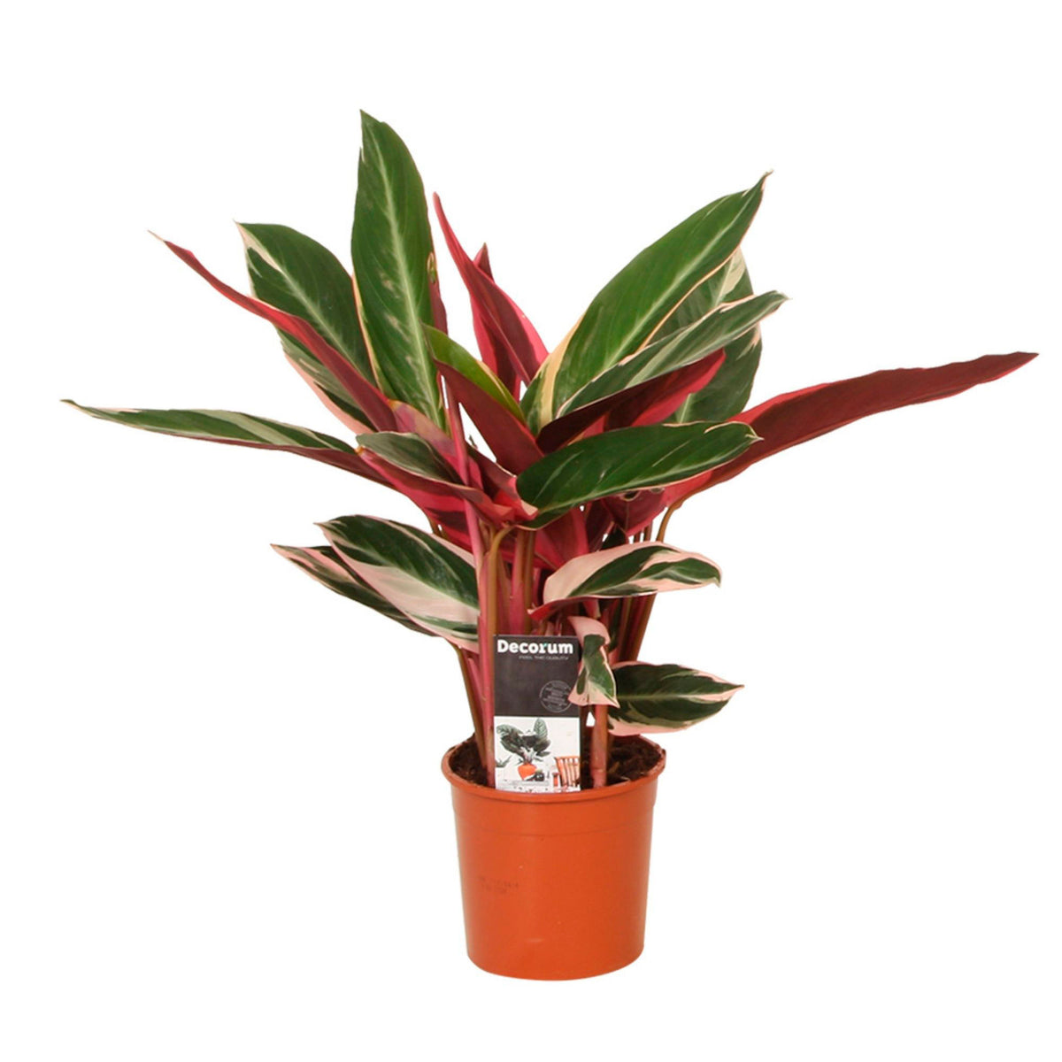 Calathea Stromanthe 'Triostar'