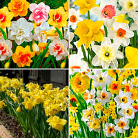 540x Daffodil Narcissus - Multicoloured mix 'Spring Flowers'