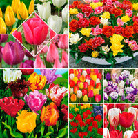 480x Tulip Tulipa - Multicoloured mix 'Colourful Tulips' Mix