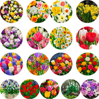 2000x Flower bulbs - Multicoloured mix 'All Colors'
