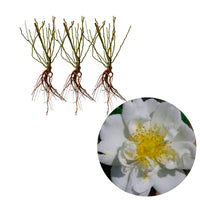 3x Climbing Rose Rose Rosa 'Direktor Benschop'® White - Bare rooted - Hardy plant