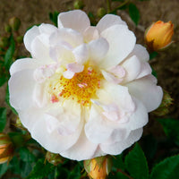 3x Climbing Rose Rosa 'Ghislaine de Féligonde'® Orange - Bare rooted - Hardy plant