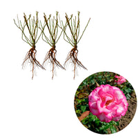 3x Climbing Rose Rosa 'Haendel'® White-Red - Bare rooted - Hardy plant
