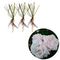 3x Climbing Rose Rosa hybride 'New Dawn'® Pink - Bare rooted - Hardy plant