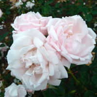 3x Climbing Rose Rosa hybride 'New Dawn'® Pink - Bare rooted - Hardy plant