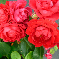 Climbing Rose 'Paul's Scarlet Climber'® - Hardy plant - Bare rooted