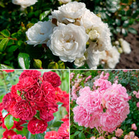3x ground-covering rose — mix 'Ground Covering'  White-Red-Pink - Bare rooted - Hardy plant
