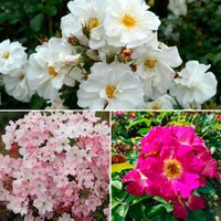 3x ground-covering rose — mix 'Butterfly Attracting' White-Pink - Bare rooted - Hardy plant