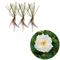 3x Roses Rosa 'Crystal Mella'® White - Bare rooted - Hardy plant