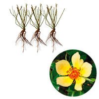 3x Roses Rosa 'Ducat Mella'® Yellow - Bare rooted - Hardy plant