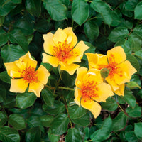 3x Roses Rosa 'Ducat Mella'® Yellow - Bare rooted - Hardy plant