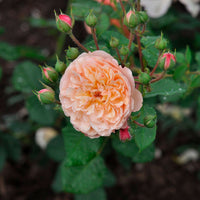 3x Roses Rosa 'Eveline Wild'® floribunda Pink - Hardy plant - Bare rooted