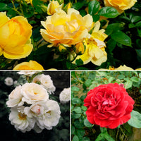 3x spray rose Rosa - mix 'Large Bloom'  Orange-White-Red - Bare rooted - Hardy plant