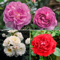 3x spray rose Rosa —mix 'Grand in Fragrance'  Orange-Purple-White - Bare rooted - Hardy plant