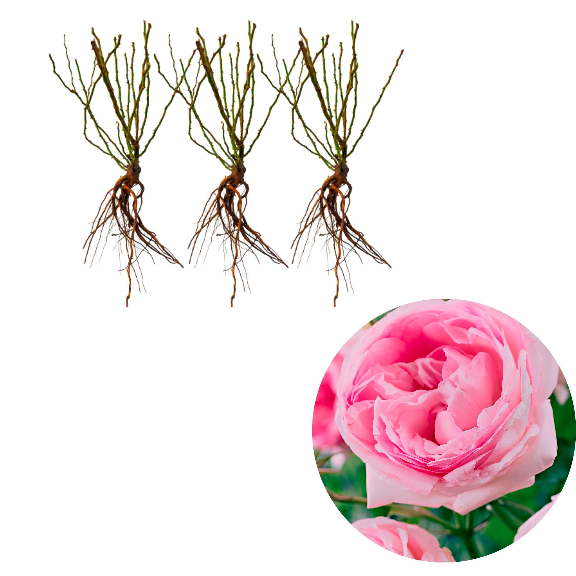 Buy Spray rose Rosa floribunda 'Leonardo da Vinci' pink - Bare rooted ...