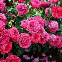 3x Roses Rosa 'Dolce'® Pink - Bare rooted - Hardy plant