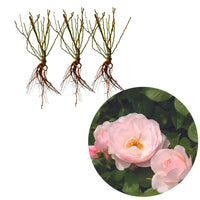 3x Roses Rosa 'Pear'® Pink - Bare rooted - Hardy plant