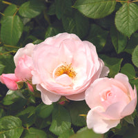 3x Roses Rosa 'Pear'® Pink - Bare rooted - Hardy plant