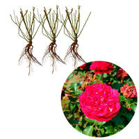 3x Roses Rosa 'Red Meilove'® Red - Bare rooted - Hardy plant