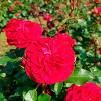 3x Roses Rosa 'Red Meilove'® Red - Bare rooted - Hardy plant