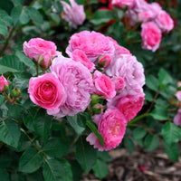 3x Roses Rosa 'Renée van Wegberg'® Pink - Bare rooted - Hardy plant