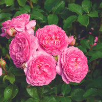 3x Roses Rosa 'Renée van Wegberg'® Pink - Bare rooted - Hardy plant