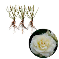 3x Roses 'White Meilove'® White - Bare rooted - Hardy plant