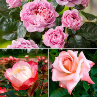 3x large-flowered rose Rosa 'Nostalgic Fragrant'  Mix - Bare rooted - Hardy plant