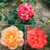 3x large-flowered rose Rosa 'Fragrant and Multicolored'  Mix - Bare rooted - Hardy plant