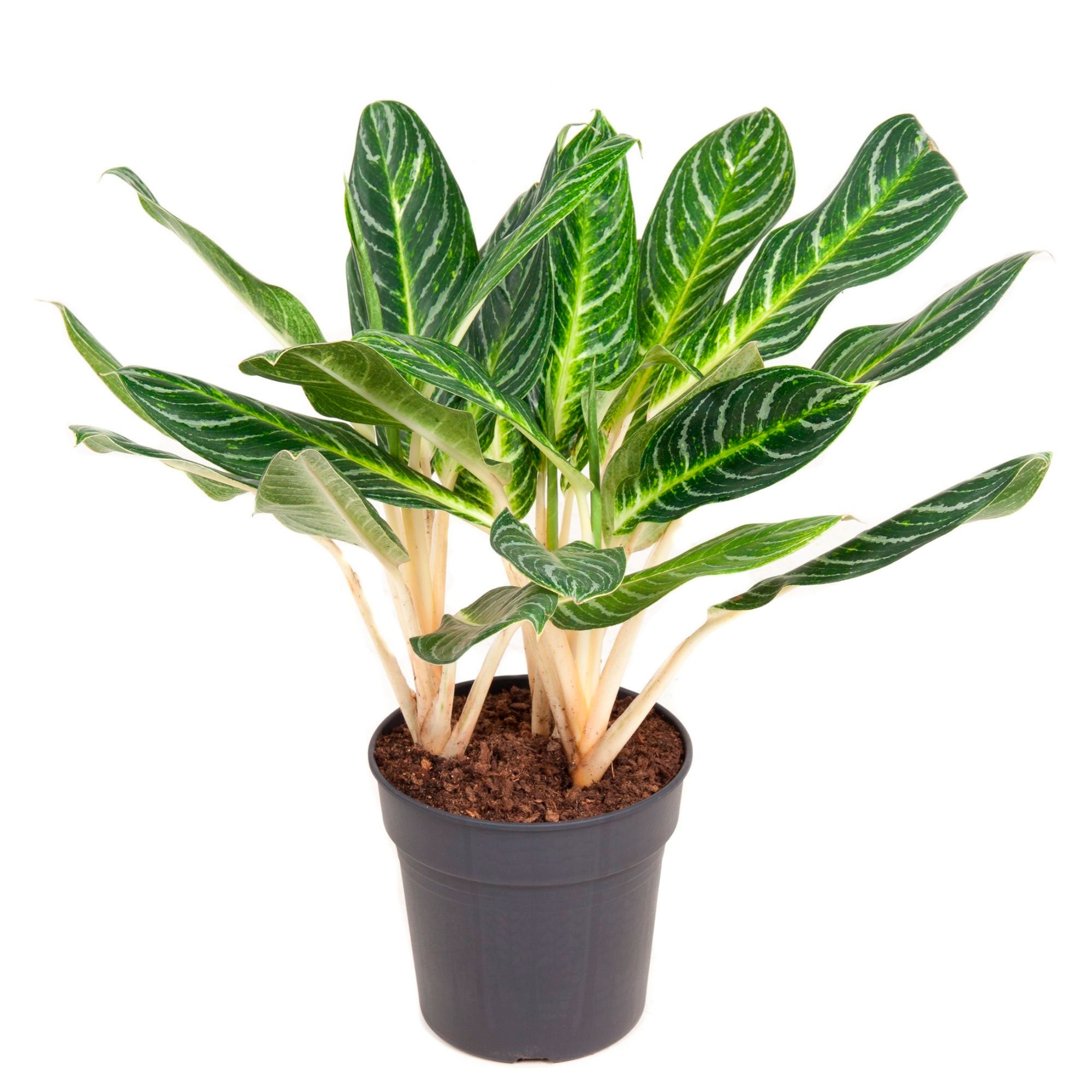Buy house plants now Chinese evergreen Aglaonema commutatum 'Key