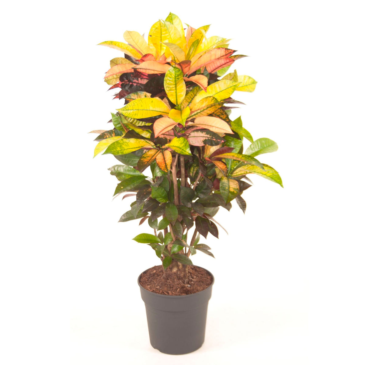 Croton Codiaeum XL