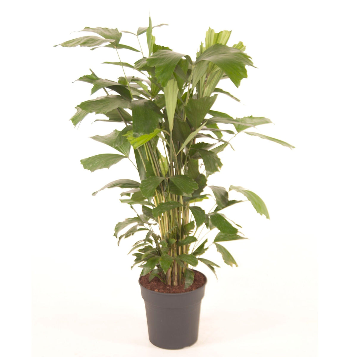 Fishtail palm Caryota mitis