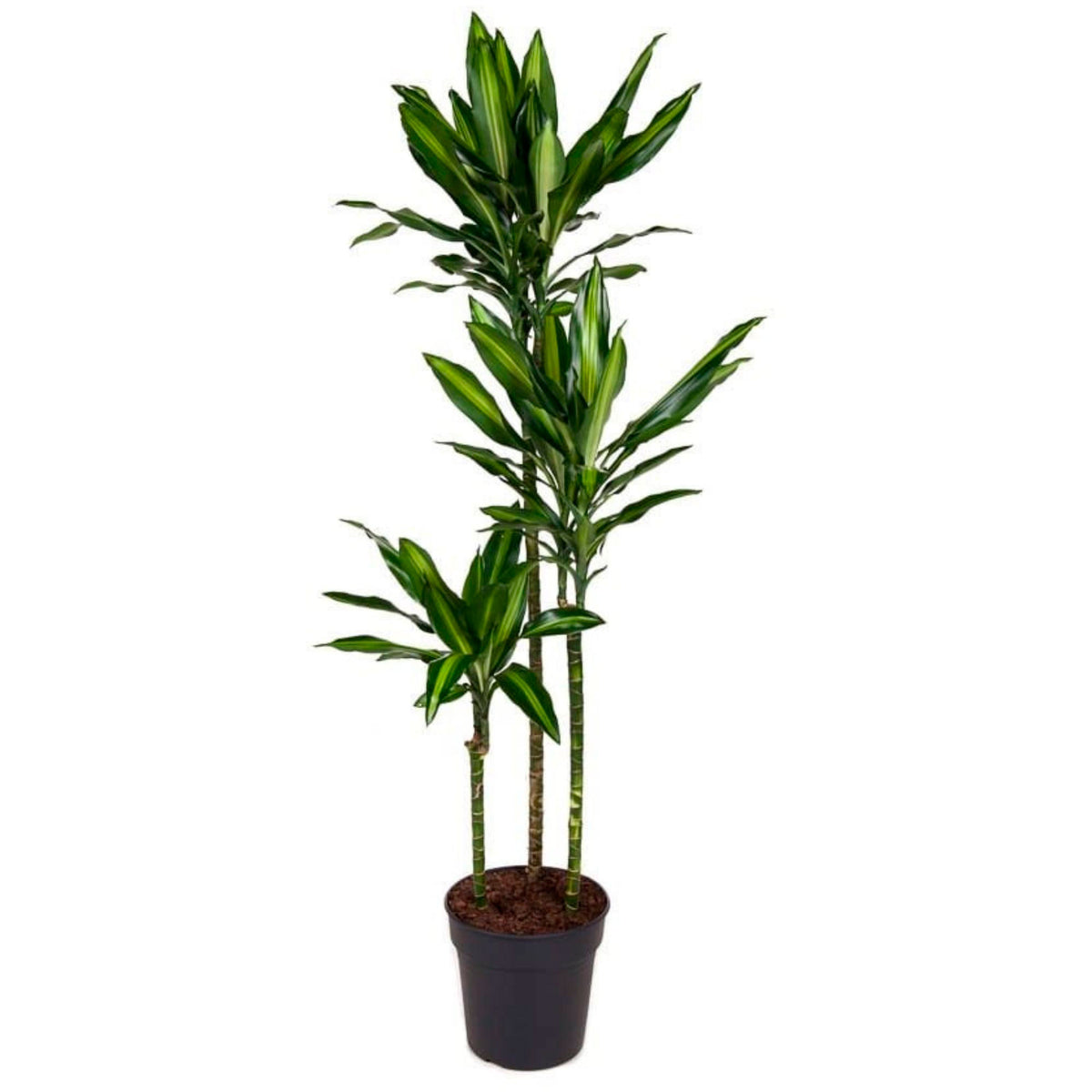 Dragon Tree Dracaena 'Cintho'