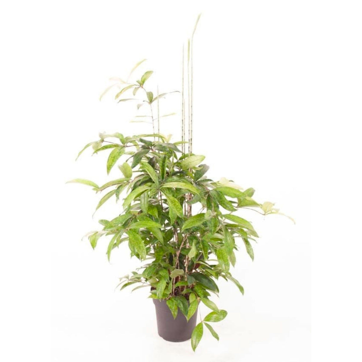 Dragon Tree Dracaena surculosa