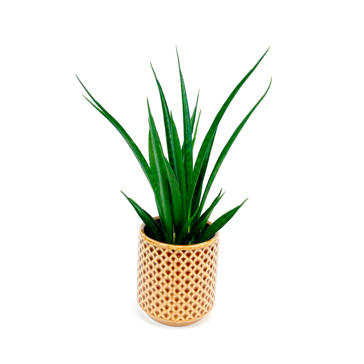 Snake plant Sansevieria 'Friends' incl. mustard decorative pot