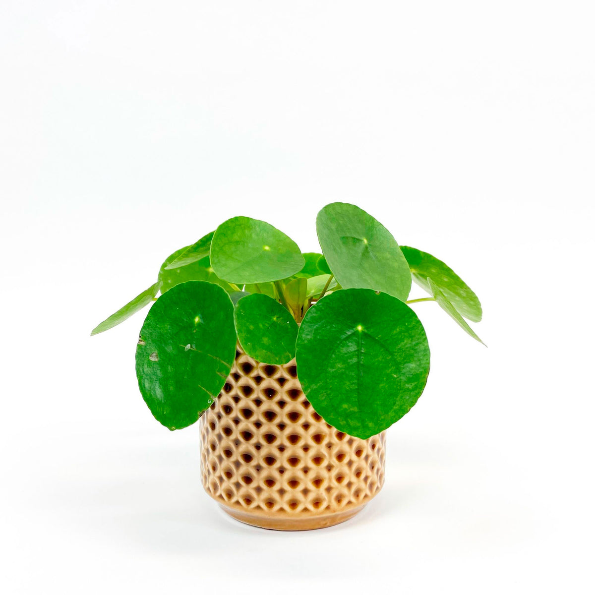 Chinese money plant Pilea peperomioides incl. decorative pot