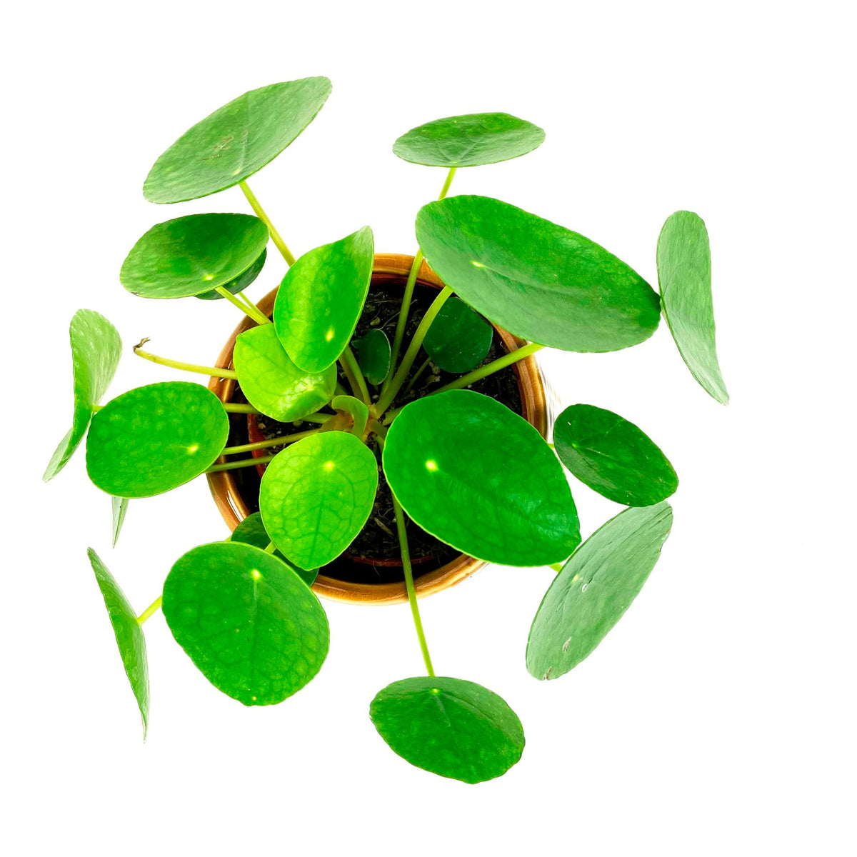 Chinese money plant Pilea peperomioides incl. decorative pot