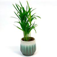 Areca palm Dypsis lutescens incl. blue decorative pot