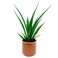 Snake plant Sansevieria 'Friends' incl. brown decorative pot