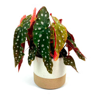 Polka Dot Begonia maculata incl. decorative pot