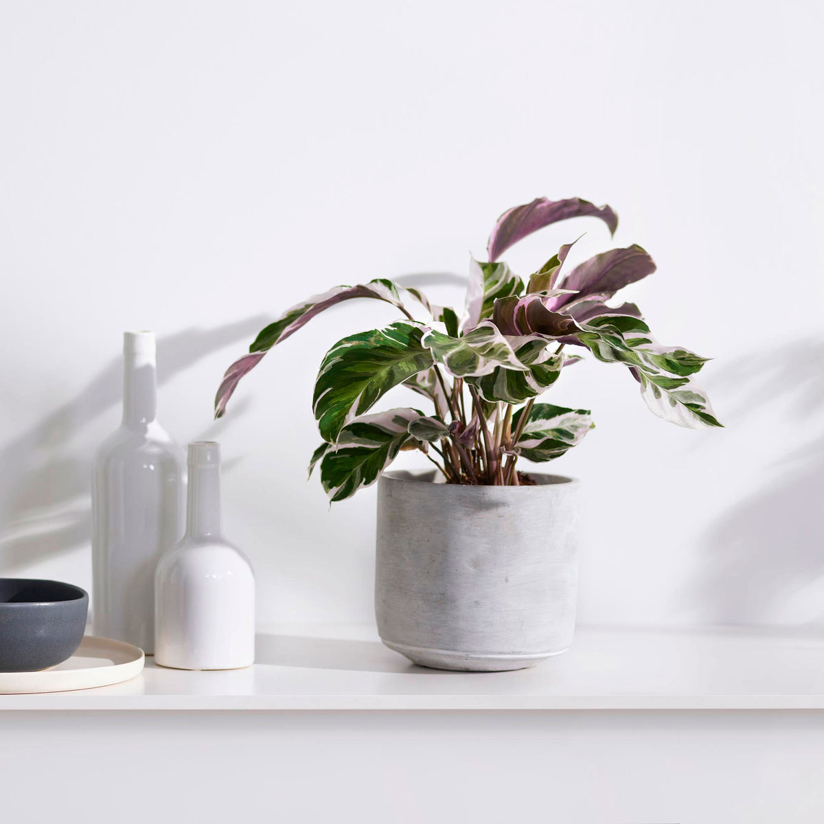 Prayer Plant Calathea 'Fushion White'