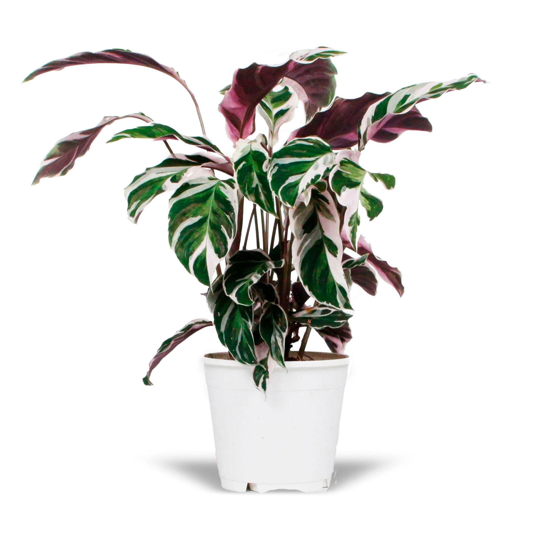 white fusion prayer plant Prayer Plant Calathea 'Fushion White'