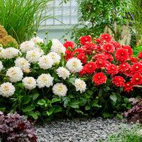 Dahlia — Mix 'Go Go Border'  White-Pink