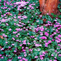 3x Cyclamen 'Coum' pink - Hardy plant