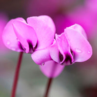 3x Cyclamen 'Coum' pink - Hardy plant