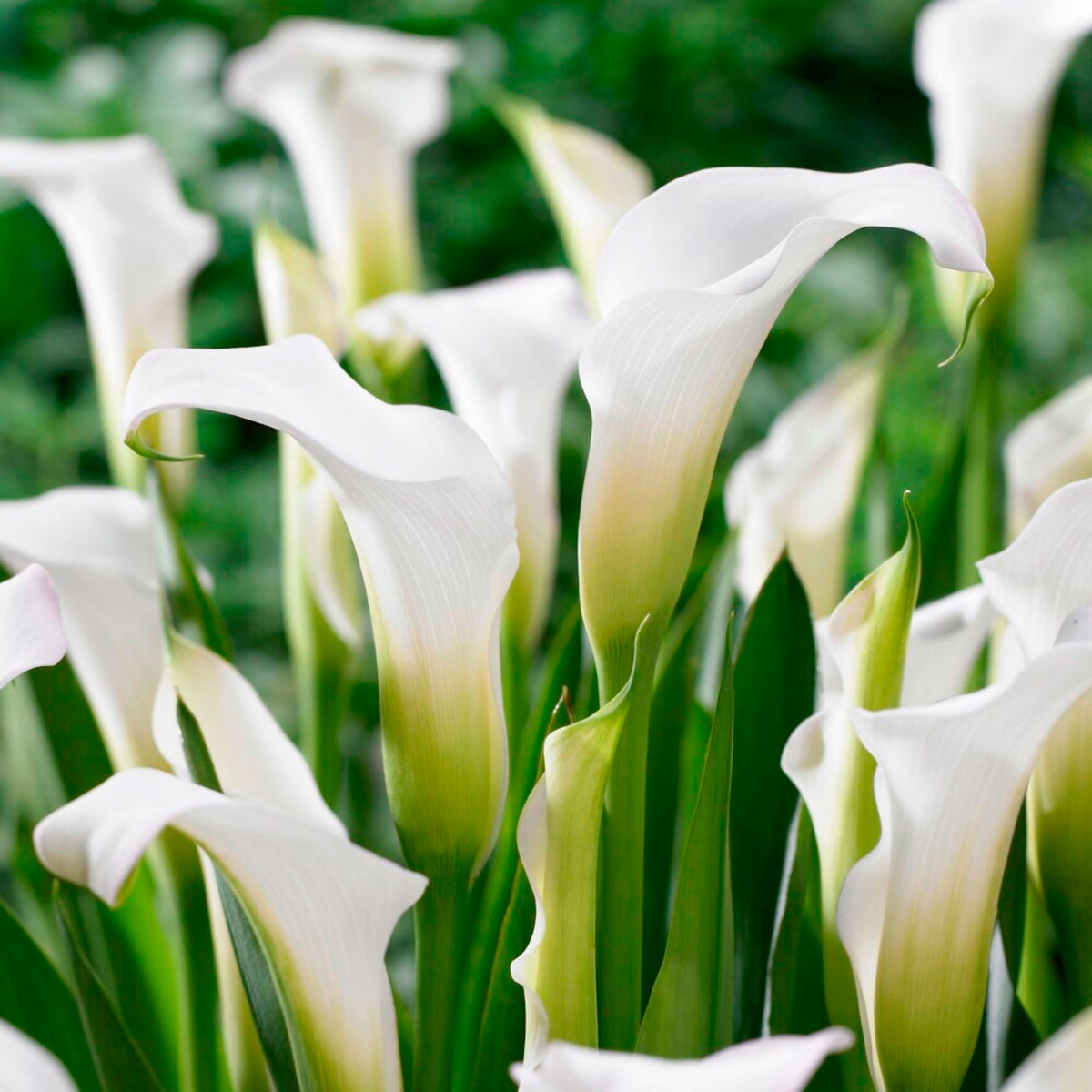 2x Calla lily (Zantedeschia Calla) White
